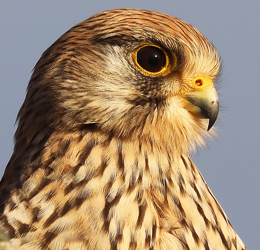 kestrel